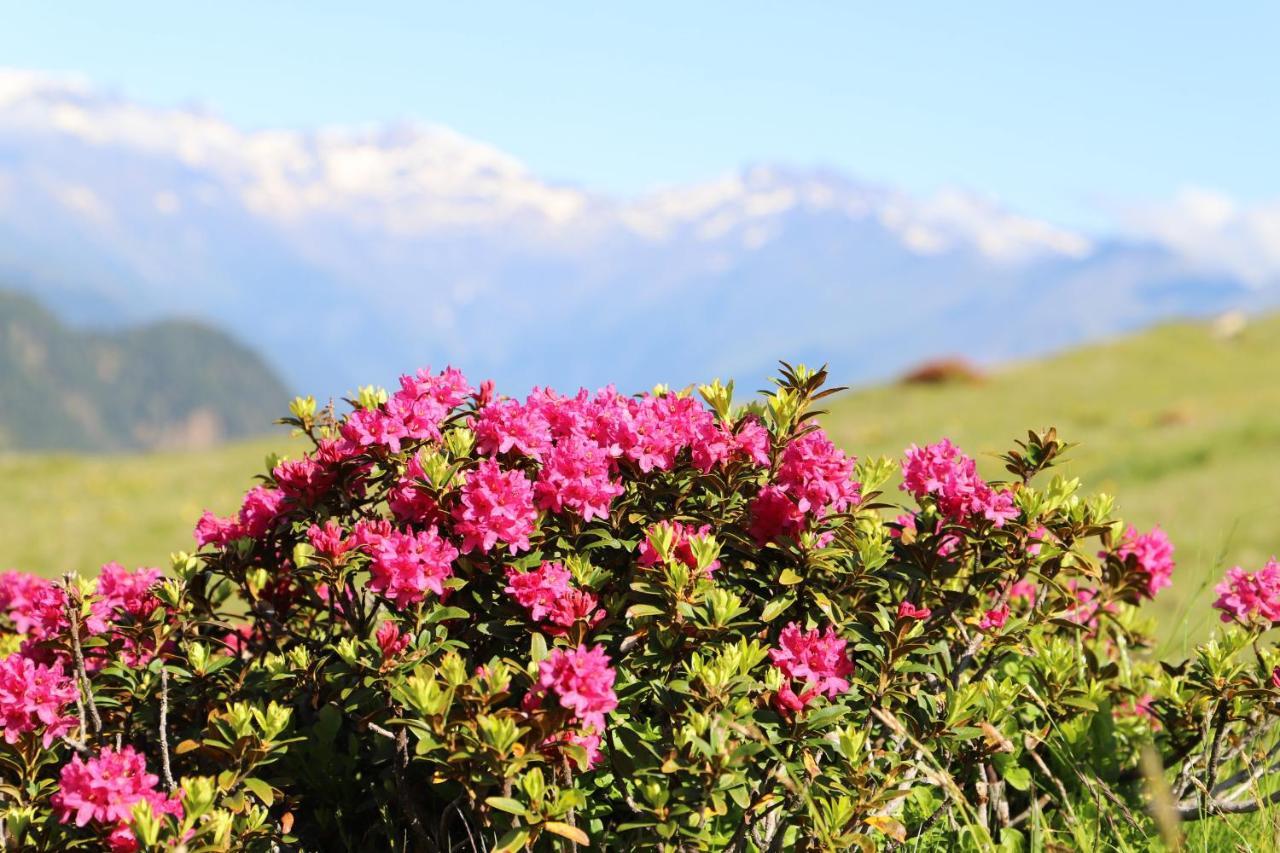 Residence Alpenrose Brixen Exterior foto